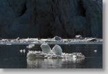 julibreen15.jpg